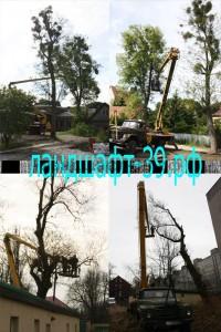 Спил и обрезка деревьев в Калининграде