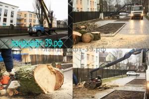 Спил деревьев в Калининграде