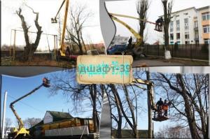 Спил и обрезка городских деревьев в Калининграде