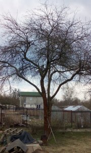 Обрезка плодового дерева в Калининграде, фото до