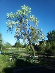 Фото плодового дерева после омолаживающей обрезки в Калининграде