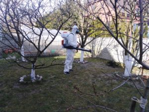 Обработка садовых деревьев от вредителей в Калининграде