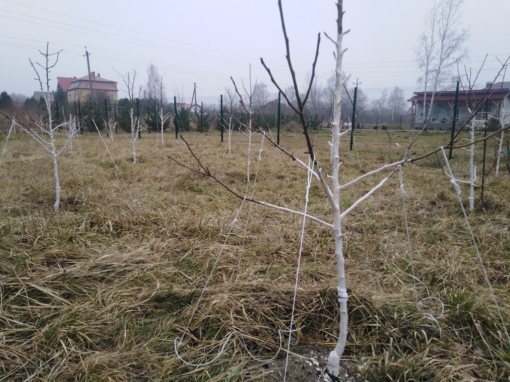 Обрезка, побелка и подвязка садовых деревьев