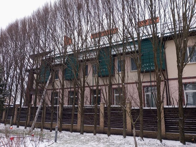 Спил деревьев в Калининграде