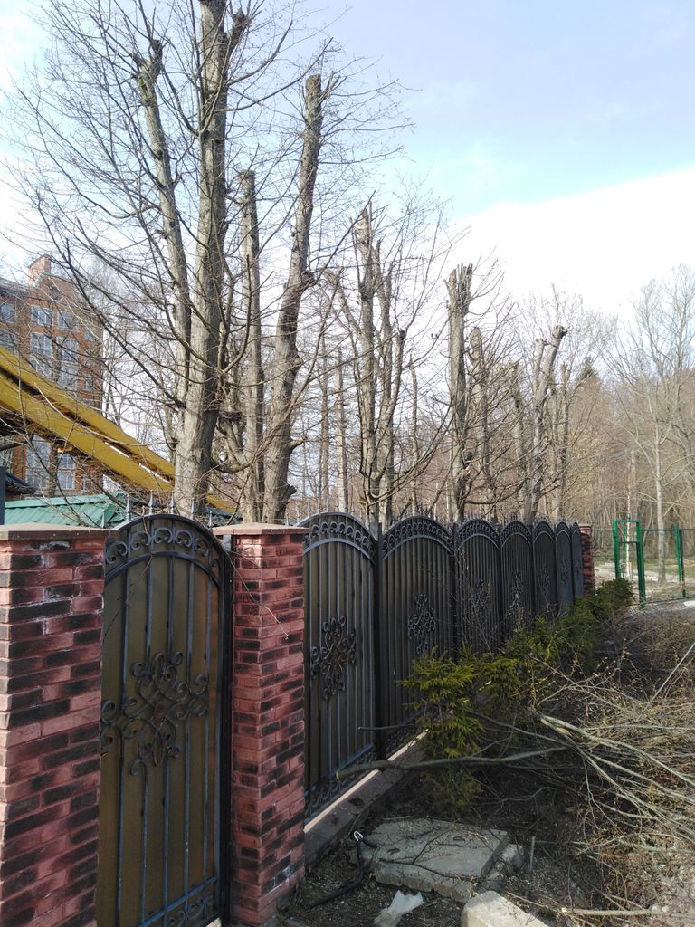Спил деревьев в Калининграде